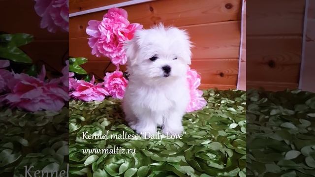 Девочка мальтезе смотреть онлайн