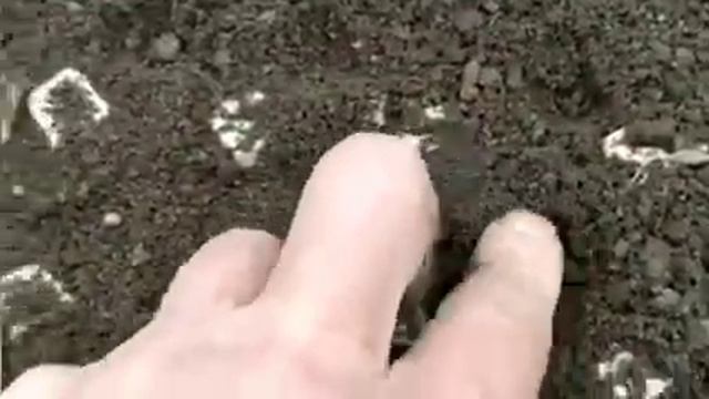 Редиска.Выращивание редиски просто и без заморочек.