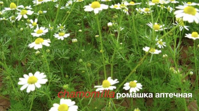 Ромашка лекарственная и не лекарственная, как отличить? смотреть онлайн