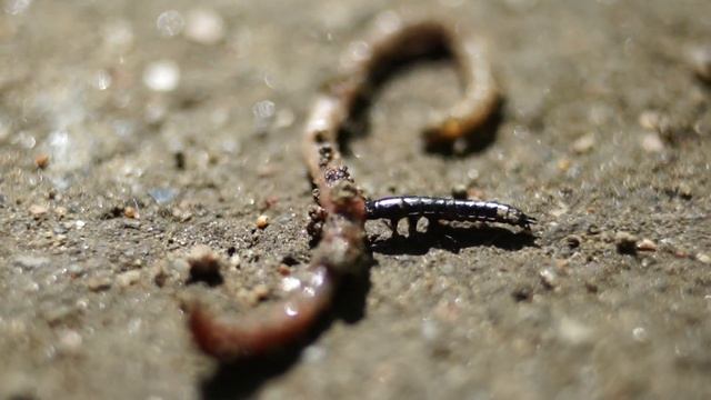 Мелкое насекомое распилило червяка пополам. смотреть онлайн