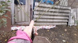 Обрезка виноградника/пересадка алычи