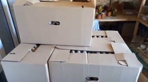 Свежее куриное яйцо от компании "Лето" для парней?????