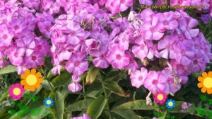 Флокс метельчатый Юниор Абунданcе. Краткий обзор, описание phlox paniculata Junior Abundance