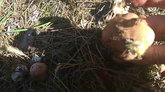 Маслята. Как растут маслята. смотреть онлайн