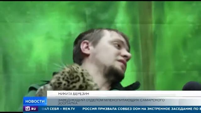 В самарском зоопарке показали котят дальневосточного леопарда смотреть онлайн