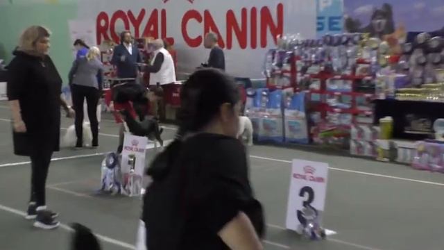 Выставка собак в Воронеже (Бульдог) 04.12.2021. смотреть онлайн