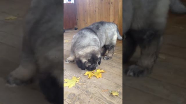 Щенки кавказской овчарки питомник Амбер Амулет +79685884355 смотреть онлайн