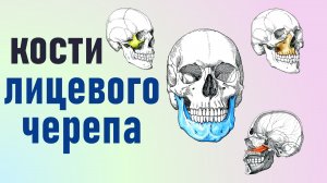 Кости лицевого черепа. Расположение в черепе и границы лицевых костей