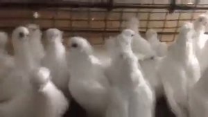 Голуби ,,Орловские’’