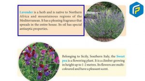 Franklin GK Book 2 - Chapter  7 Decorative Plants