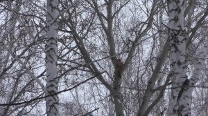Охота с лайкой на куницу в Омской области