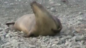 Тюлени Антарктики