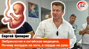 Эмбриология и китайская медицина. Почему желудок на ноге, а сердце на руке.