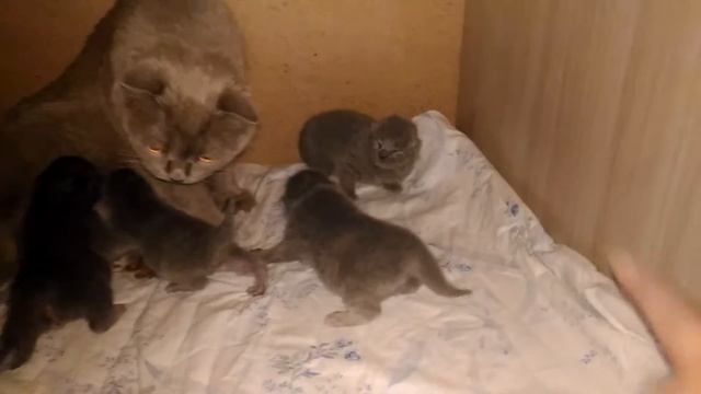 Ксюша с котятами мама вылизывает деток кошка и котята смотреть онлайн