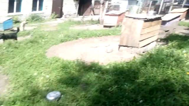 Ласка собаки смотреть онлайн