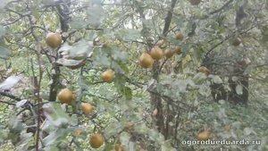 Рассказываю про грушу "Белорусская поздняя"
