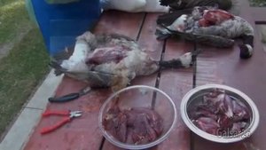 Кутилов А. Подранок - Kutilov А. Wounded duck