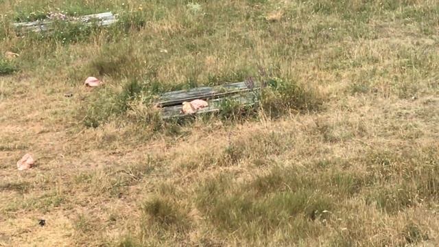 Утренняя саванна парка Тайган смотреть онлайн