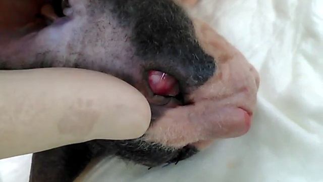 Сфинкс — заворот нижнего века | Ветеринарная клиника "Добрый Доктор" смотреть онлайн