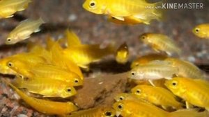 ЛАБИДОХРОМИС ЕЛЛОУ(ОБЗОР)