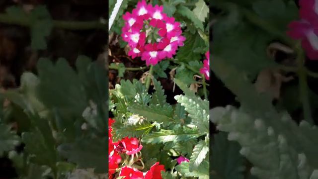 Verbena in hanging pots