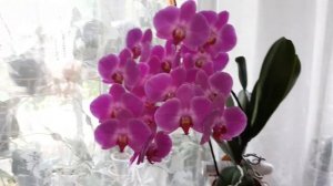 Орхидея  Flash Dance  -   знатная  цветунья. Бывший пелорик цветёт простыми цветами.