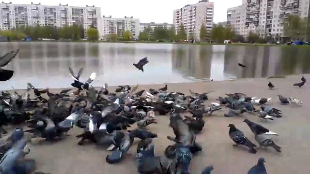 Санкт-Петербург смотреть онлайн