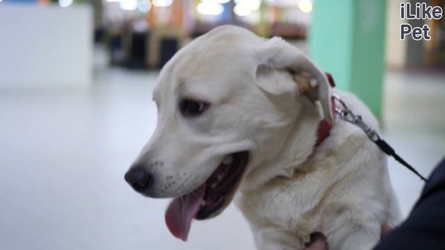 4 особенности ухода за лабрадором-ретривером смотреть онлайн