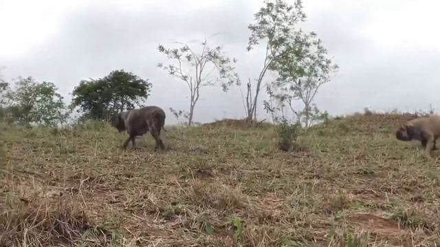 Fantastic FILA BRASILEIRO Dogs Life смотреть онлайн