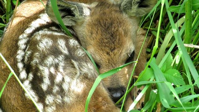 Олененок. Косуля сибирская, Roe deer baby