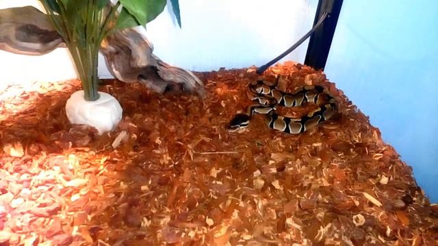 Кормление Королевского питона (Python regius) сирийским хомяком