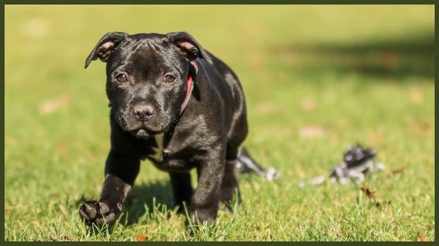 COMMON ALLERGIES FOR STAFFORDSHIRE BULL TERRIER смотреть онлайн
