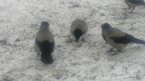 Лютая ворона защищает еду и семью / Vicious Female crow Busy Girl defends her food and family