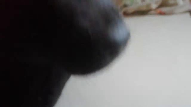 Первая встреча с новой хозяйкой Джесси грызёт игрушки смотреть онлайн