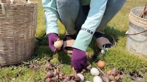 best hand fishing! pick duck eggs & catch a lots of strange snails in the grass by hand a fisherman