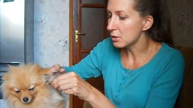 Как подстричь шпица самостоятельно