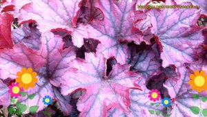 Гейхера Шуга Берри. Краткий обзор, описание характеристик, где купить рассада heuchera Sugar Berry