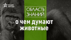 Зачем зверям мозг и как они им пользуются? Лекции зоолога Ильи Гомыранова