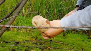 ВЫЕЗД ПО ГРИБЫ//СБОР ГРИБОВ СУРГУТ//ПРОГУЛКА ПО ЛЕСУ ЗА ГРИБАМИ//ГРИБЫ СУРГУТ//ГРИБАЛКА//