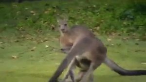 Кенгуру дерутся.
