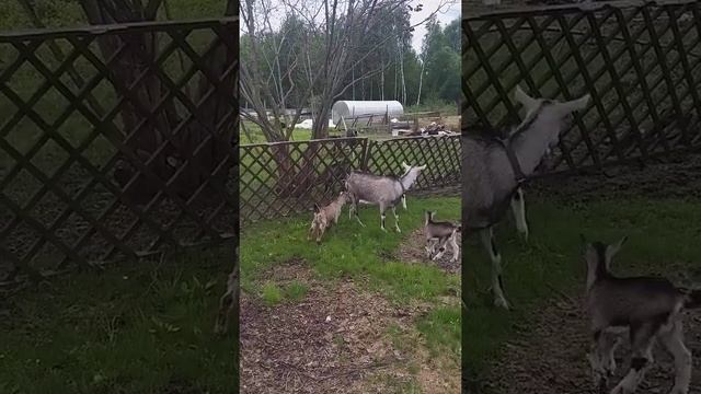 Альпийские козы. Наше замечательное мини стадо)