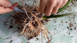 How to propagate Caladium Strawberry Star from division