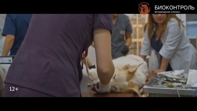 Кашель у собак и кошек смотреть онлайн