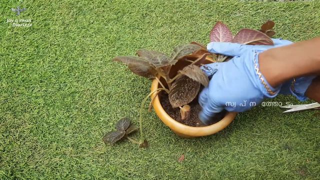 Episcia /flame violet എങ്ങനെ എളുപ്പത്തിൽ വേരുപിടിപ്പിച്ച് എടുക്കാം 👍 смотреть онлайн