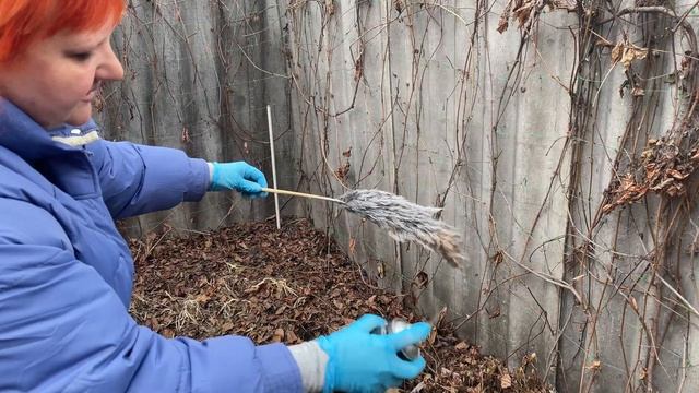 Как покрасить тростник.Покраска сухоцветов.Как покрасить пампасную траву.Покраска кортадерии