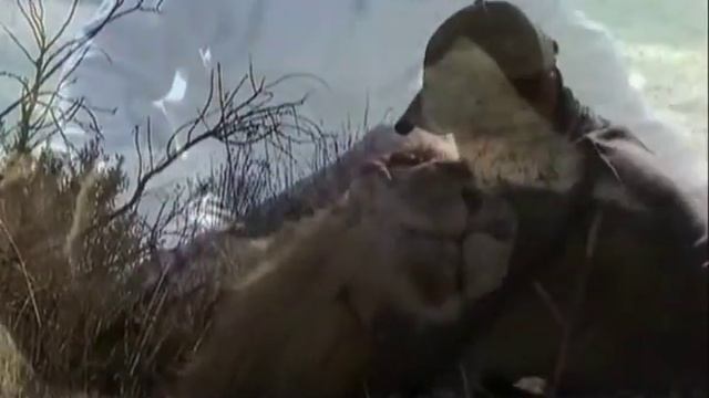Дружба человека и льва смотреть онлайн