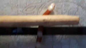 Молочная змея Нельсона альбинос ( Lampropeltis )