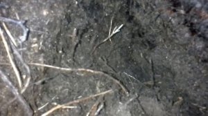 Переносим муравейник