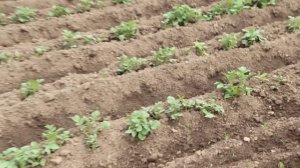 Выращивание картофеля. Подробно о главном!