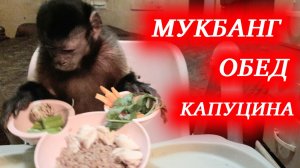 Мукбанг с капуцином! Обед обезьянки, всё как у людей!